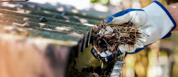 Pine Needle Gutter Cleaning in Richardson